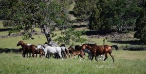 A family of wild horses grazing wildfire fuels. Unlike ruminant grazers