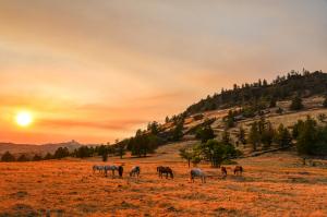 Wild horses graze as McKinney Fire blazes