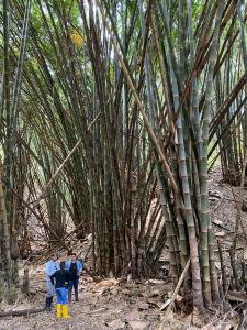 BamCore Team in the Timber Bamboo Grove
