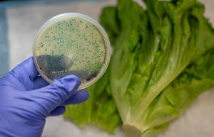 Bacteria growing on lettuce