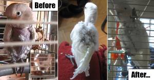 Images of a cockatoo parrot before and after she stopped plucking, with more images available at Relievet.com