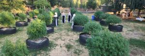 four sisters from sisters of the valley walking and talking among the head-tall hemp plants.