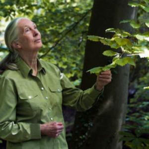 Dr. Goodall smiling and a dense green forest.
