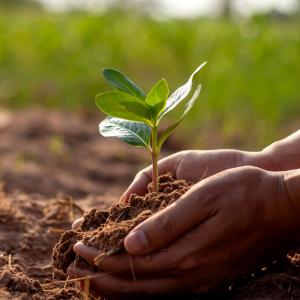 Close-up of hands planting a young tree into earth.