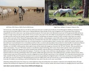 Side by side comparison between current BLM wild horse management vs. Wild Horse Fire Brigade's re-wilding and relocating model